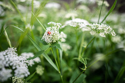 Close-up of white flowering plant on field