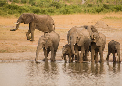 Elephants at lakeshore