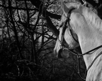 Close-up of horse at dusk