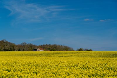 rapeseed