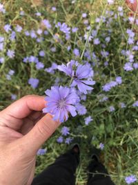 Cropped hand holding purple flower