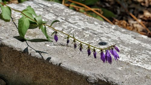 High angle view of purple flowering plant