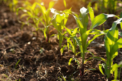 Close-up of plant growing on field