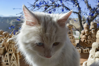 Close-up portrait of cat against sky