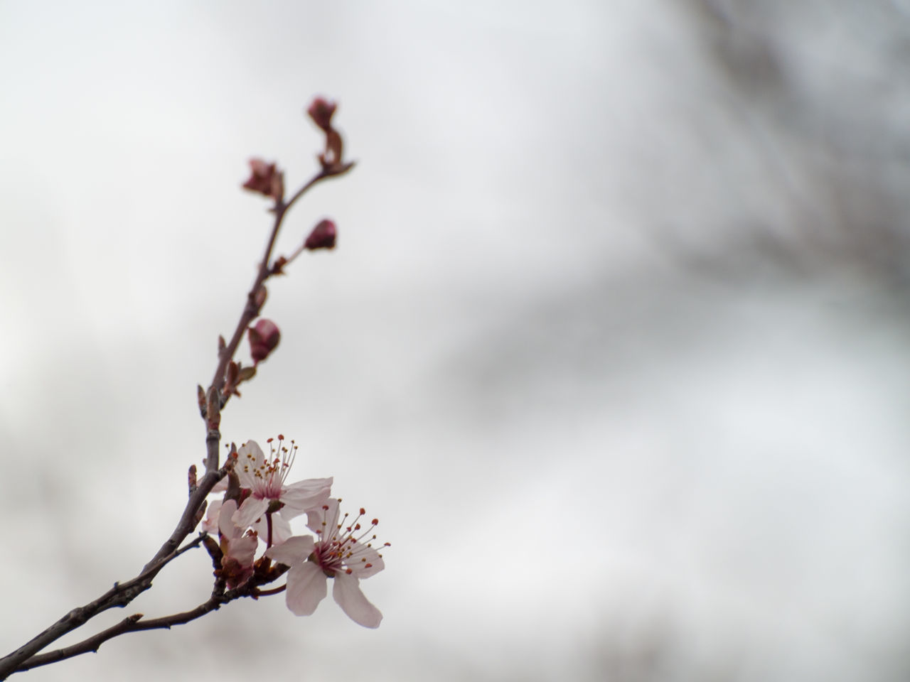 CLOSE-UP OF CHERRY BLOSSOM PLANT