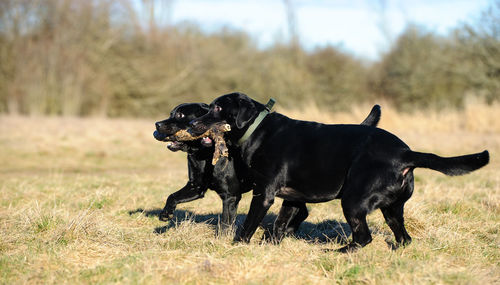 Black labrador retriever dog carrying stem on field