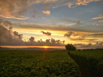 Scenic view of field against sky during sunset