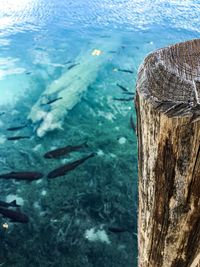 High angle view of turtle in sea