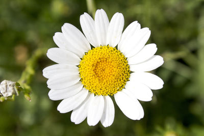 Close-up of white flower blooming outdoors