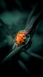 Close-up of ladybug on leaf