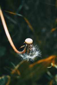 Close-up of dandelion against blurred background