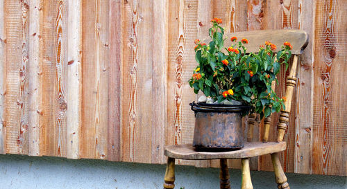 Pine wood plank wall and decorated plants in europe backyard