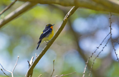 Low angle view of bird perching on branch