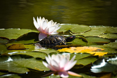 Lotus water lily in lake