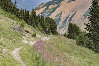 Plants and trees against mountain