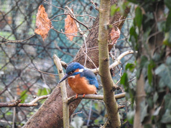 Low angle view of a bird on branch