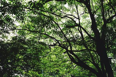 Low angle view of trees in forest