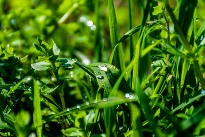 Close-up of raindrops on grass