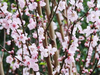 Close-up of pink cherry blossoms in spring