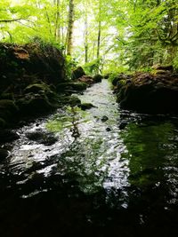 Stream amidst trees in forest