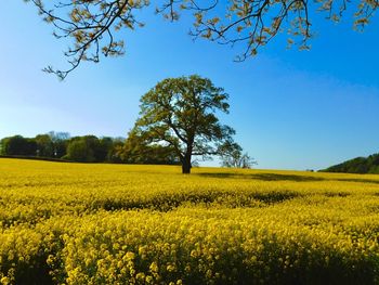 Scenic view of oilseed rape field against sky