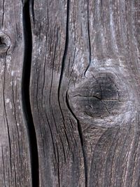 Close-up of tree trunk