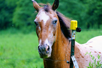 Horse in the field