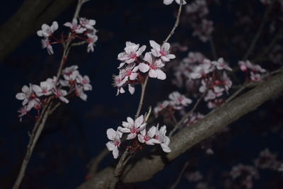 Close-up of cherry blossoms in spring