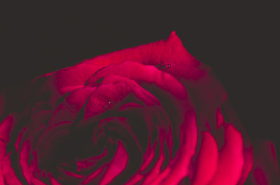 Close-up of red rose against black background