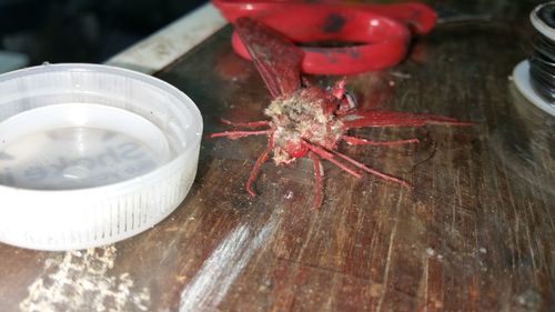 High angle view of insect on table