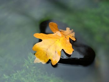 Yellow leaf in stream. rotten oak leaf on stone in blurred water of mountain river. autumn symbol