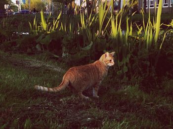 Cat on grass