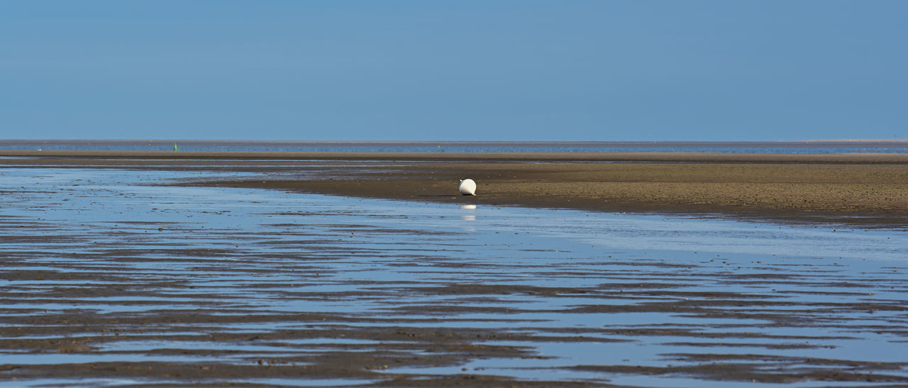 VIEW OF BIRDS ON THE SEA