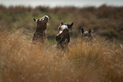 Flock of sheep in a field