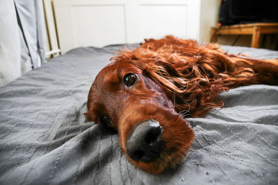 Portrait of dog lying down on bed at home