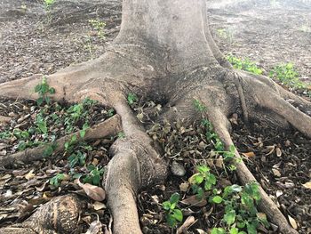 High angle view of roots on tree trunk