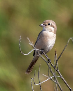 Close-up of bird perching on branch