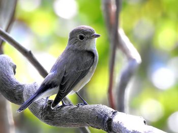 Close-up of bird perching on branch