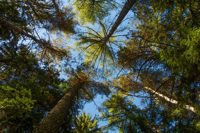 Low angle view of trees in forest