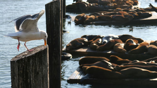 Seagulls perching on wooden post