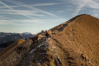 Capricorns on the way in the swiss alps 