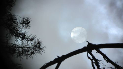 Low angle view of tree against sky