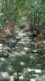 Stream flowing through forest