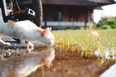 Close-up of a cat drinking water