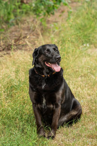 Black dog sitting on field