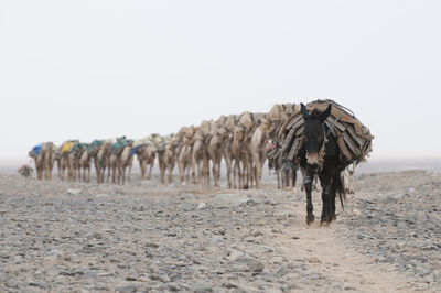 View of horse on beach