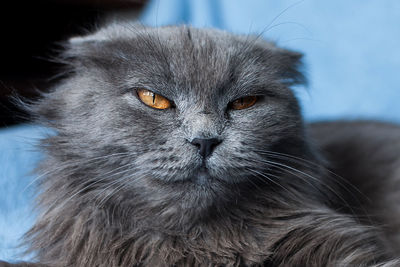 Close-up portrait of a cat