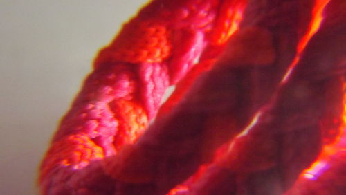 Close-up of red flower