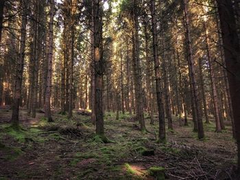 Trees in forest