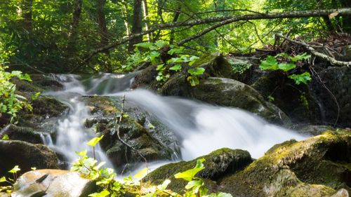 Scenic view of waterfall in forest